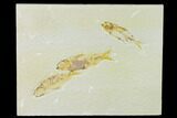 Trio of Fossil Fish (Knightia) - Green River Formation #138625-1